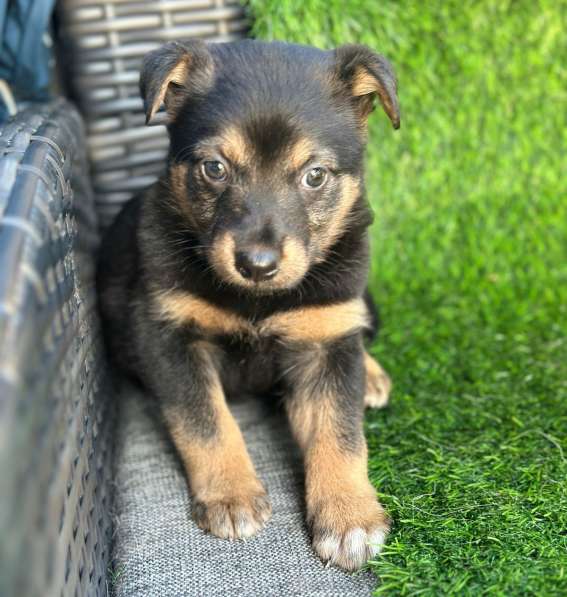 Милая щенок-девочка Тея в добрые руки в Москве фото 4