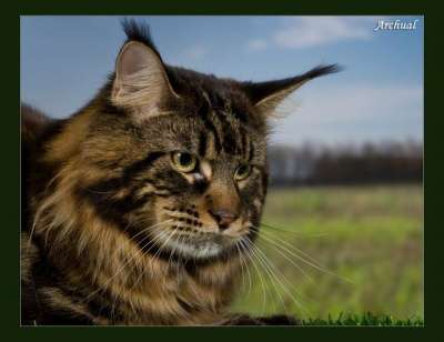 мейн кун котята из питомника в Ноябрьске фото 10