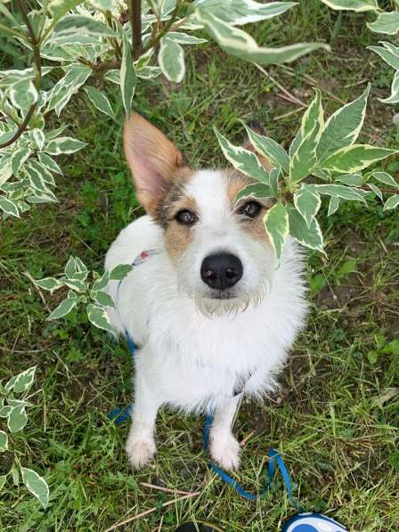 Белая пушистая компактная собачка в Санкт-Петербурге фото 26