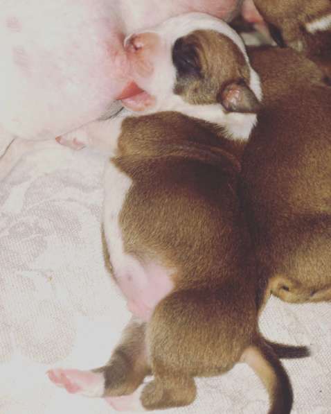 Щенки Американского Стаффордширского терьера в Санкт-Петербурге фото 14