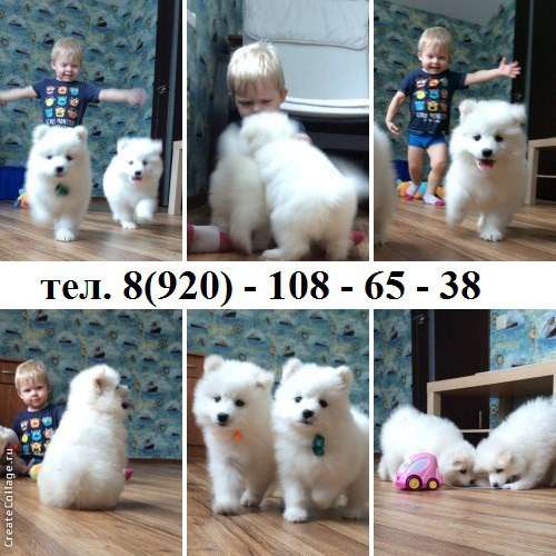 Щеночки самоедкой лайки в Череповце