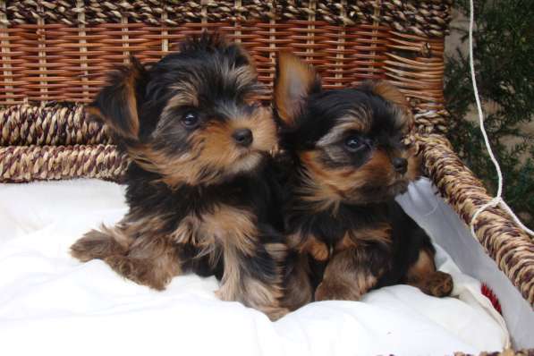 Еркширский терьер в Краснодаре фото 7