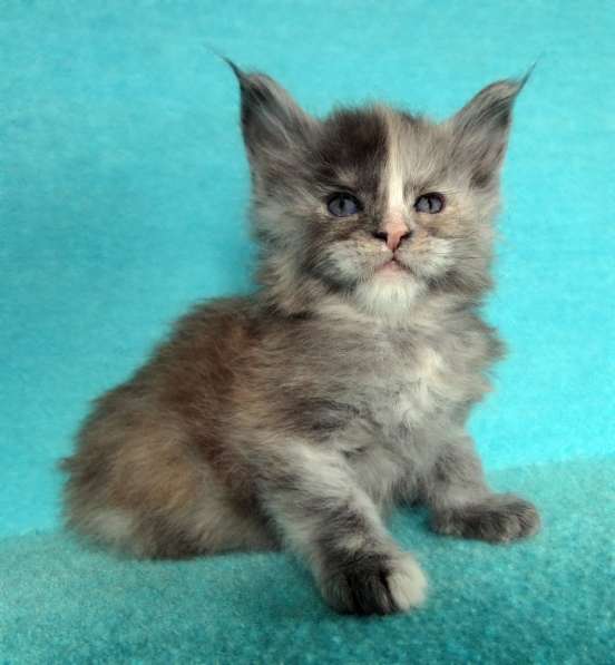 Апельсинки к Новому Году в Рязани фото 81