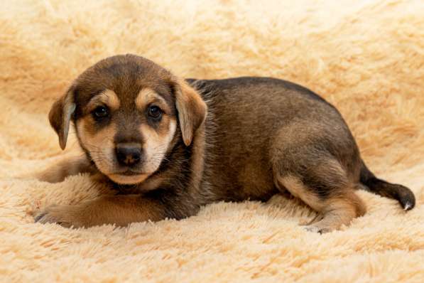 Щенки в дар в Москве фото 3