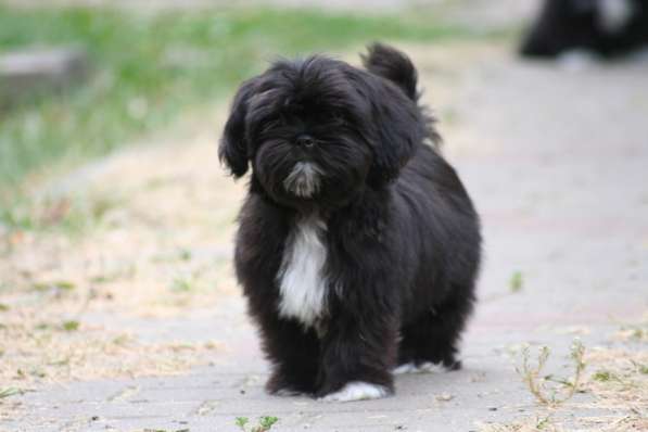 Shih tzu puppies