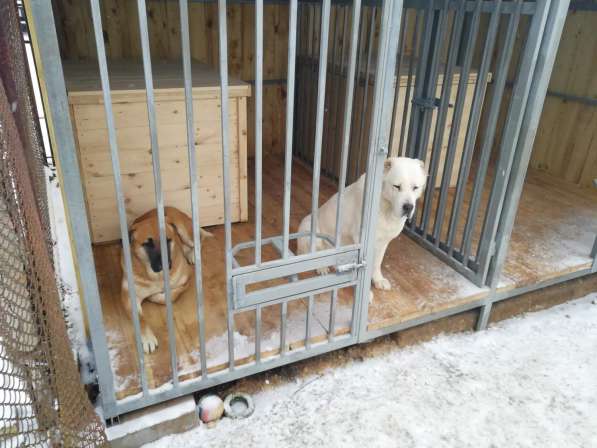 Щенки Среднеазиатской овчарки в Москве фото 22