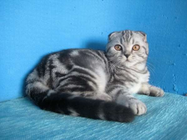 Кошечка с ярким контрастным мраморным окрасом в Казани фото 8