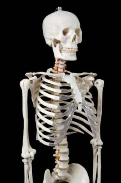 Анатомическая Модель скелета человека в натуральную величину в Москве фото 4