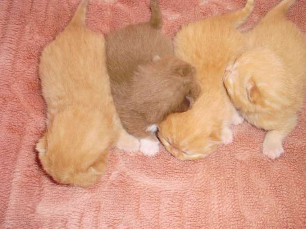 Британский котенок