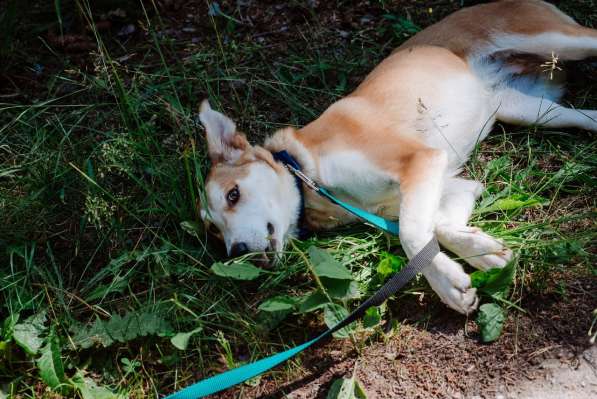 Редкая умница-собака в Санкт-Петербурге фото 20