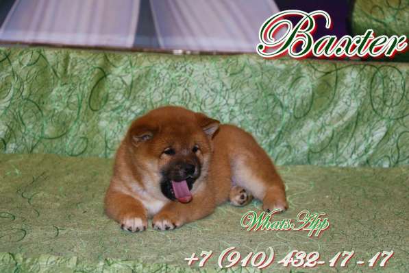 Предлагаются щенки Сиба в Уфе фото 3