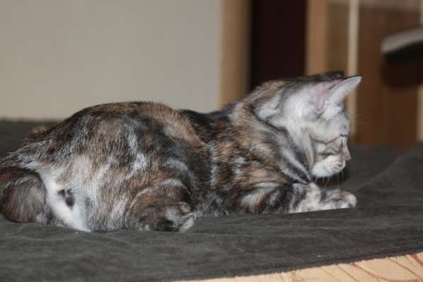 Котята курильского бобтейла в Астрахани фото 9