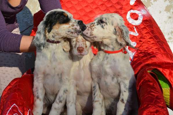 Английский сеттер щенки из элитного питомника в Москве фото 186