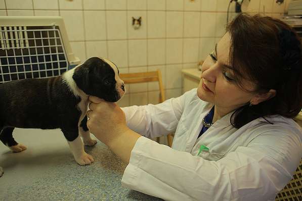 Требуется ветеринарный фельдшер, ветеринарный врач и ассист в Калининграде фото 3
