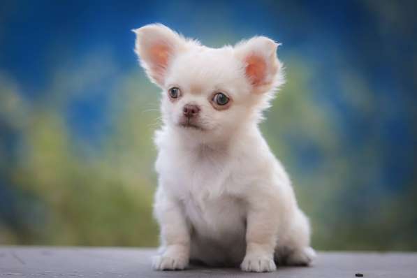 Чихуахуа в фото 4