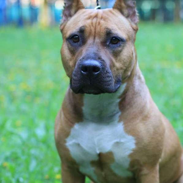 Милые мальчики и девочки Амстаффа резерв ркф в Москве фото 50