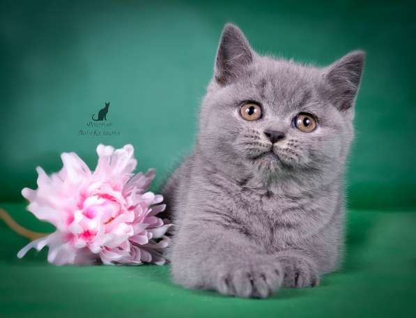 Британский котенок от Чемпиона мира в Санкт-Петербурге фото 6