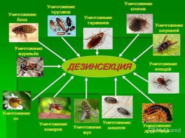 Дезинфекция помещений