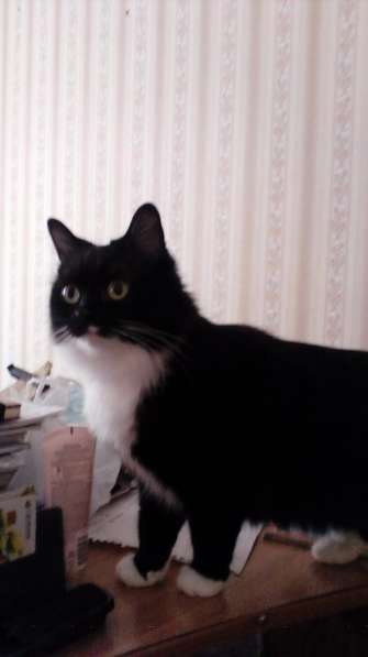 Кошка Лоли - в добрые ответственные руки в Москве фото 3