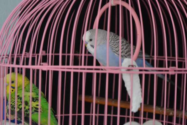 Волнистые попугаи в Керчи
