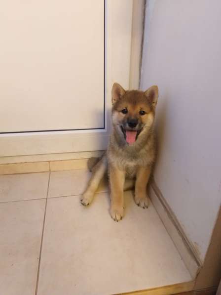 Сиба-ину в Новосибирске фото 5