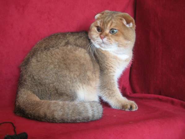 Золотой тикированный кот на ВЯЗКУ в Казани фото 3