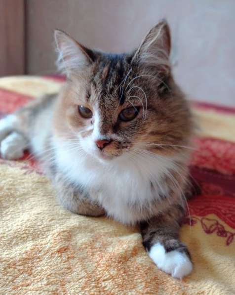 Оставленная хозяевами кошка Алиса ищет дом в Москве