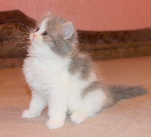 Шотландский котёнок Матильда) в Екатеринбурге фото 11