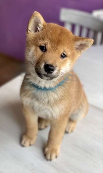 Продам щенка Сиба ину в Москве фото 3