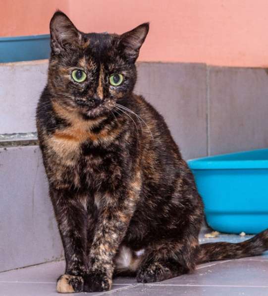 Котенок в добрые руки. Крошка пеструшка в Калуге фото 38