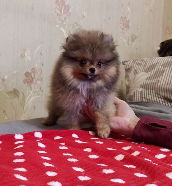 Померанский шпиц в 