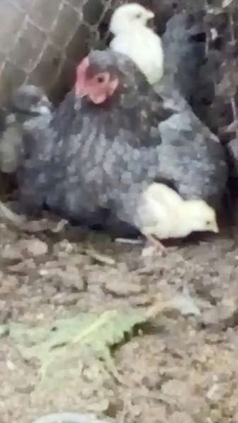 Домашняя курица с цыплятами
