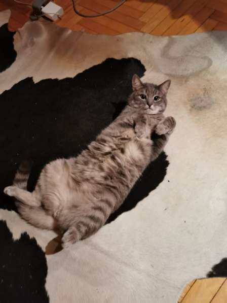 Кот Тэдди в Москве