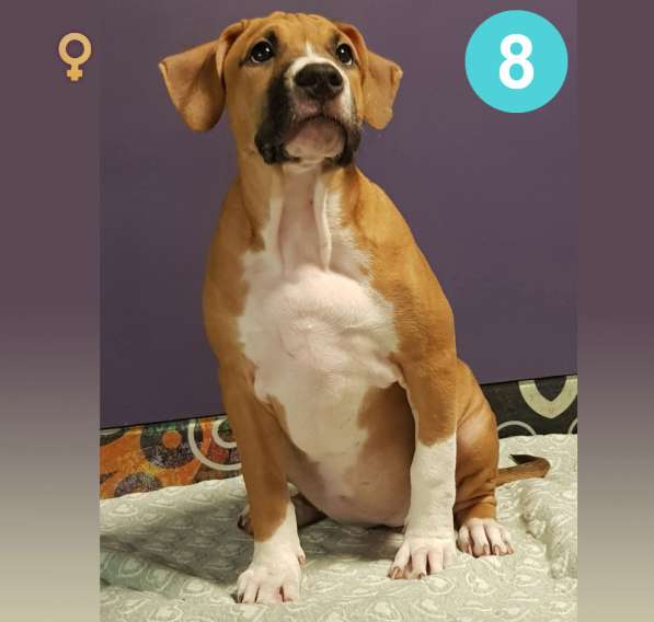 Щенки амстаффа в Москве фото 19