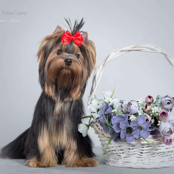 For sale girl Yorkshire Terrier