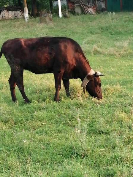 Продаётся тёлка, 2года. 40 000р