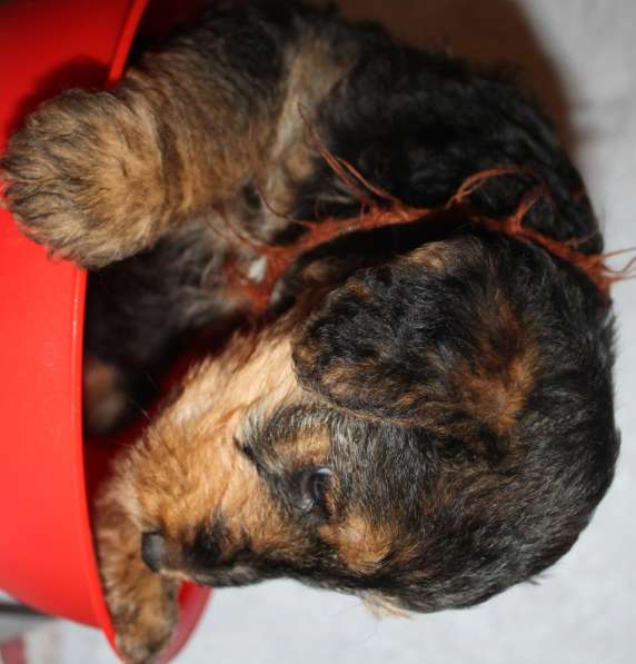 Щенки Эрдельтерьера в питомнике в Тюмени фото 13