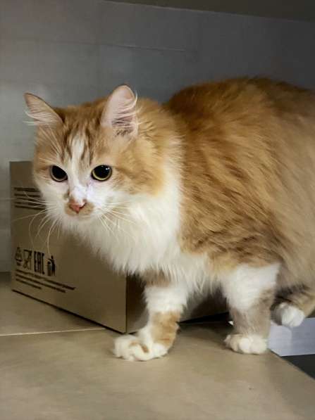 Солнечная кошка Милочка в Москве фото 11