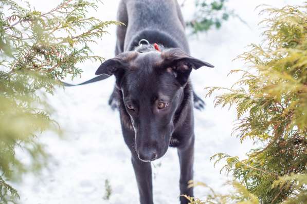 Линси - щенок метис лабрадора в дар в Москве
