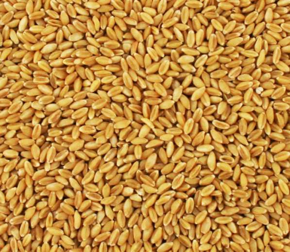 Пшеница продовольственная 3\4-й класс в фото 7