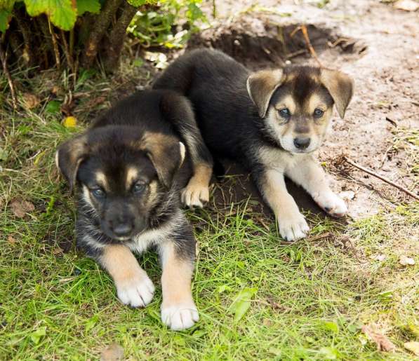 Необычайные малютки-детки щенки в дар!!!