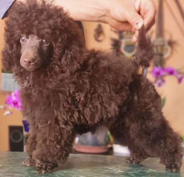 Poodle. Chocolate boy в фото 3