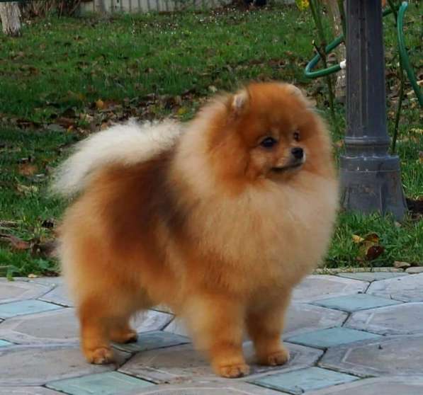 Erkek pomeranian boo в 