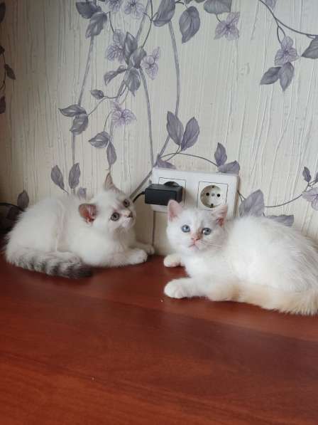 Шотландские котята в Краснодаре фото 4