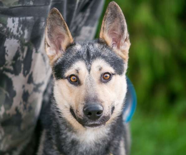 Овчарка Джефф в добрые руки в Москве фото 13