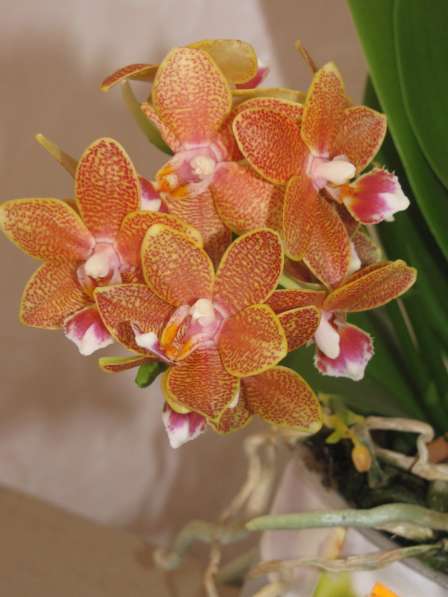 Продам орхидеи цветущие и не цветущие в фото 4