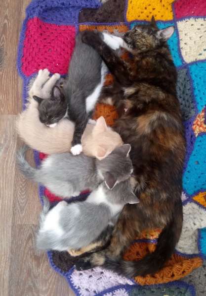 Кошечка в дар