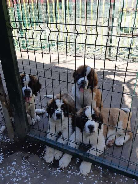 Щенки сенбернара в фото 72