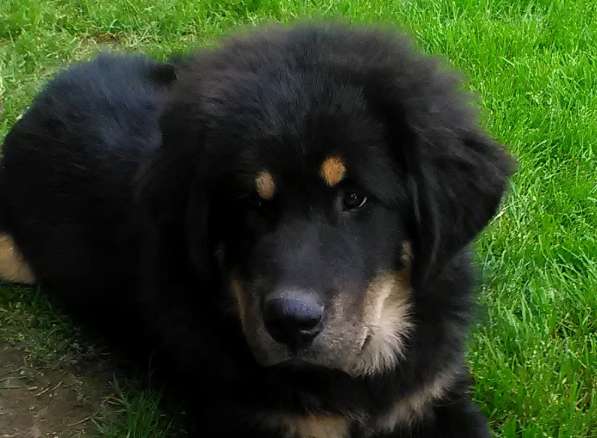 Тибетский мастиф - лучший страж на территории в Москве фото 169