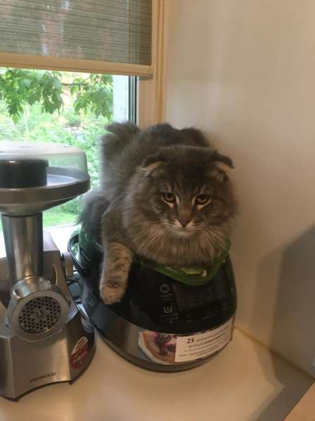 Отдам котиков в добрые руки в Москве фото 6